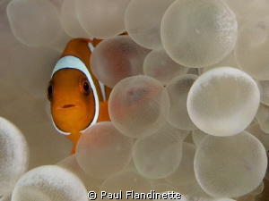 A tiny juvenile Western clown anemonefish (Amphiprion occ... by Paul Flandinette 